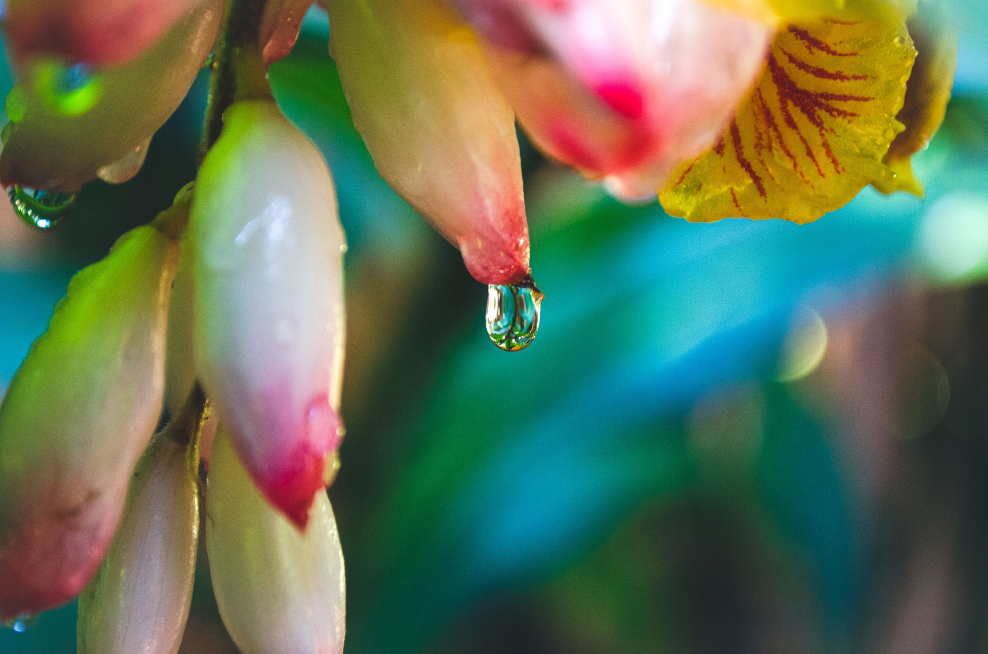 Closeup of a Shell Ginger (Alpinia Zerumbet) Flower